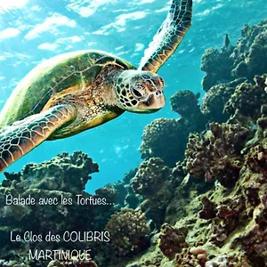 Pamplemousse Avec Piscine Privative , Dans Parc Calme à 500 M , Le Carbet Martinique