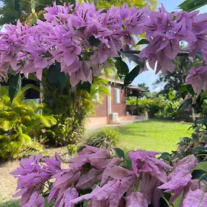 Eden Créole , Trois-Rivières Guadeloupe